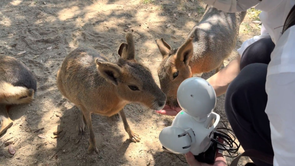 2021%E5%B9%B411%E6%9C%883%E6%97%A5%E3%80%8C%E3%83%89%E3%83%AA%E3%83%BC%E3%83%A0%E3%83%87%E3%82%A4%E3%83%BB%E3%82%A2%E3%83%83%E3%83%88%E3%83%BB%E3%82%B6%E3%83%BB%E3%82%BA%E3%83%BC2021+in+%E3%82%A2%E3%83%89%E3%83%99%E3%83%B3%E3%83%81%E3%83%A3%E3%83%BC%E3%83%AF%E3%83%BC%E3%83%AB%E3%83%89%E3%80%8D%E3%81%AB%E3%81%A6%E3%80%81OriHime%E3%82%AC%E3%82%A4%E3%83%89%E3%81%8C%E7%99%BB%E5%A0%B4